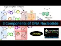 What is DNA structure What are the 3 components of DNA nucleotide