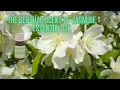 The Sensual Scent of Jasmine Essential Oil