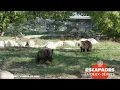 Download Lagu Ils ont testé pour vous une escapade au milieu des animaux.