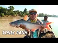 Download Lagu Berburu Strike Patin dan Betutu di Sungai Kampar | MANCING MANIA STRIKE BACK (21/06/25) Part 1