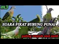 Download Lagu Suara pikat burung punai paling ampuh anti zonk