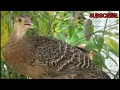 Download Lagu SUARA AYAM HUTAN HIJAU BETINA PALING BANYAK DICARI