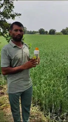 धान के लिए नैनो डीएपी कितनी उपयोगी,रोहतक के किसान से सुनें  | वनइंडिया हिंदी