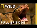 Download Lagu Monsters in the Shadows (Full Episode) | Bite Sting Kill | Freaky Fridays | Nat Geo Animals
