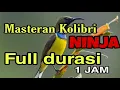 Download Lagu Masteran burung  Kolibri Ninja Full Full Durasi 1 jam
