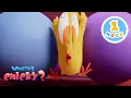 Download Lagu Squeezed Chicky | Chicky's Playhouse | Kids Cartoons Collection
