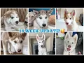 Download Lagu Update On All The Puppies!🥰. They Are MASSIVE!! Also Lillie \u0026 Bear/Tank REUNION!!
