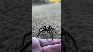 California Ebony Tarantula walking around on our hiking trail. We tried to get him off the trail.