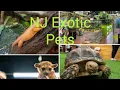 NJ Exotic Pets