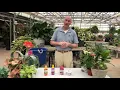 Lowe s Greenhouse Plant Tips Fertilizing