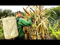Harvesting Blue Flour Corn Grown in Native American Mounds NOT Blocks