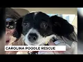 Four Legged Friends Dolly