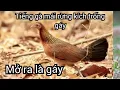 Download Lagu Tiếng Gà Mái Rừng Kêu Kích Trống Gáy, Kích Lên Là Gáy