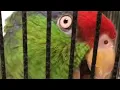6 000 TALKING red crowned amazon parrot says hello bud