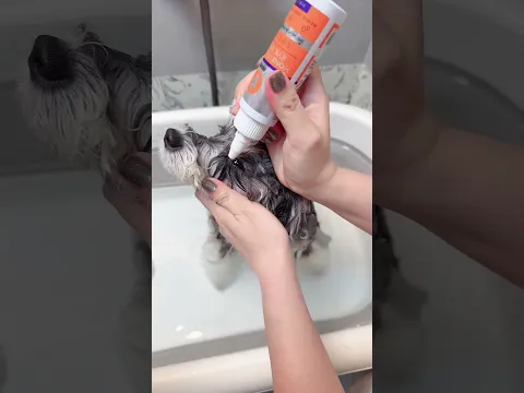 Cute Puppy Bath Time Routine – So Adorable 🐾 #DogBath #PuppyBath #DogVlog #PetCare #CuteDog