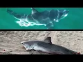 Download Lagu Great White Sharks Are Getting Killed on California Beaches: WHY? August 2024 Monthly Wrap-Up