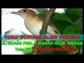 Download Lagu Suara Pikat MP3 Burung Pelanduk Sangat Cocok Untuk Isian Semua Burung Kicau