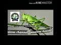 Download Lagu Masteran walang kecek jernih rapat