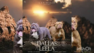 American Bully Puppies One Week Update L S N BULLIES