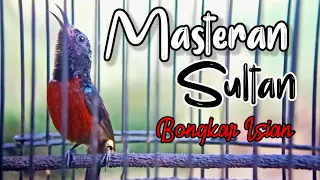 Download MASTERAN SULTAN PALING DICARI KOLIBRI NINJA GACOR BONGKAR ISIAN MP3