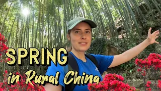 竹海與花毯：攀登我家後方的山