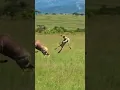 Download Lagu Ongelooflijk: antilope slaat terug en ontsnapt aan cheeta-aanval