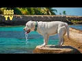 Download Lagu DOG TV: Video Entertain \u0026 Relax Best for Dogs While You’re Away Home - Comfort All Day Music for Dog