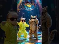 Download Lagu 😍 little Baby Disco Dancing With Cat😻 |WhatsApp status🎉❤️| #Cat  #animaldance #fun #discodance
