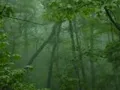 Smoky Mountain Rain - Ronnie Milsap