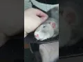 Download Lagu Pet ratto loves cuddles 💕