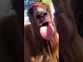 Download Lagu POV: WHAT IS YOUR SCENARIO Funny Goat Videos 2022  Hahaha #shorts
