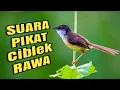 Download Lagu Suara Pikat Prenjak Tebu Ribut |  Suara Pikat Ciblek Tebu Betina Memanggil Jantan