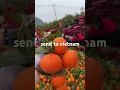 Download Lagu Chinese oranges are exported to Hong Kong, Vietnam, Malaysia, Singapore, Indonesia and Thailand.