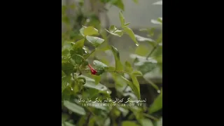 ناسر رزازی هەرچەند دەکەم خیاڵان ئەو دڵە سگەم ناسڕەوێ کوردستان حسن زیرک ناصررزازی Awat Bokani ایران 