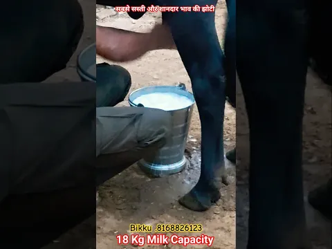 जायज भाव की 18Kg Milk Capacity 2nd Timer Murrha झोटी For Sale