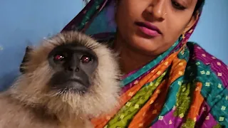 Mangal 