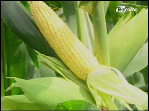 Ecuador Agropecuario 26-09-2017