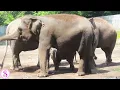 Lagu Suara Gajah | Sofia Nature