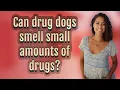 Can drug dogs smell small amounts of drugs