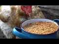 Chickens EATING Maggots