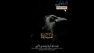 عندما أبدع الشيخ سيد سعيد تلاوة تفوق الوصف من سورة المائدة 