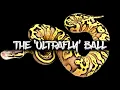 The Ultrafly Ball Python