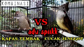 kapas tembak vs cucak jenggot