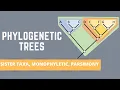 READING PHYLOGENETIC TREES ALL ABOUT SISTER TAXA MONOPHYLETIC GROUPS PARSIMONY