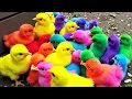 Lagu Ayam rainbow lucu, ayam warna warni, ayam rainbow, kelinci lucu, bebek lucu, hamster lucu hewan lucu