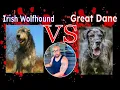Great Dane VS Irish Wolfhound who s the Baddest