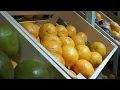 Download Lagu Clementin, mandarin eller satsuma? – äntligen får du svar | TV4 Nyheterna | TV4 \u0026 TV4 Play