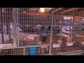 Dog Care In Extreme Winter Conditions