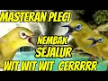 masteran pleci NEMBAK sejalur wit wit cerrr