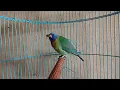 Lagu Masteran kinoi | pancingan kinoi bahan #kinoigacor #kicaumania #birds #birdslover #fypシ #fyp